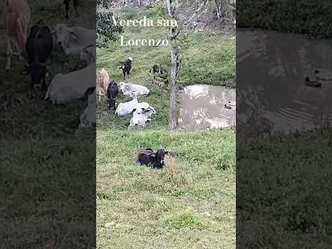 vereda San Lorenzo fomeque cundinamarca