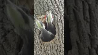 Pica-pau alimentando seus filhotes #Shorts