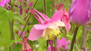 Jim Hall Trio - Two Lyric Pieces Pierrot Columbine