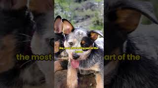 the Bluey dog breed is crazy 🤯  #animation #bluey #education #funny #facts