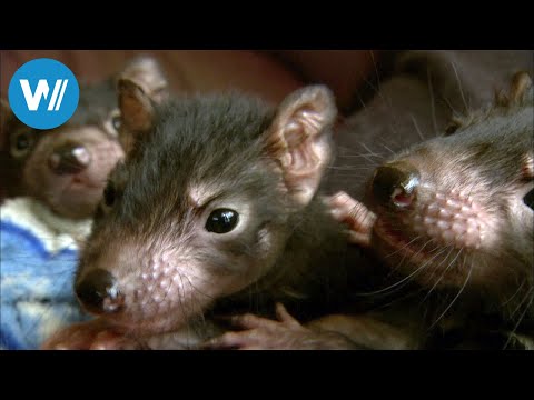 Tasmanien, Sympathie für den Teufel (360° - GEO Reportage)