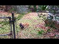Cat Argument Catfight Lol Comedy Animal Humor