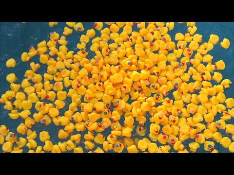 500 rubber ducks race each other in a pool