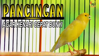 Download lagu KENARI GACOR PANJANG COCOK BUAT PANCINGAN KENARI MACET AGAR CEPAT BUNYI GACOR mp3