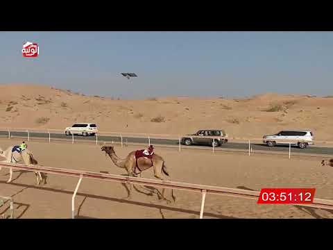  الشوط 10 (ذيبان) لـ  علي صالح بن هويدن الكتبي 8:04 , شارة الديوان 2025/10/26 ايذاع اللبسه 