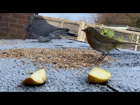 Our Fluttery Friends: 18/01/23 - Am footage