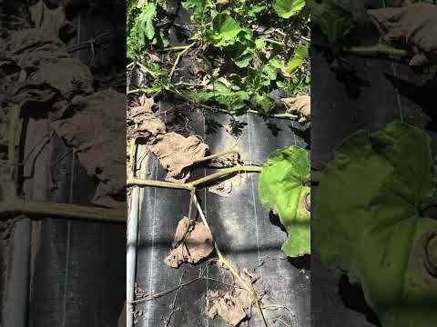 1月には何を植えますか？野菜、果物、ハーブ、花の完全なリストは次のとおりです。  庭園