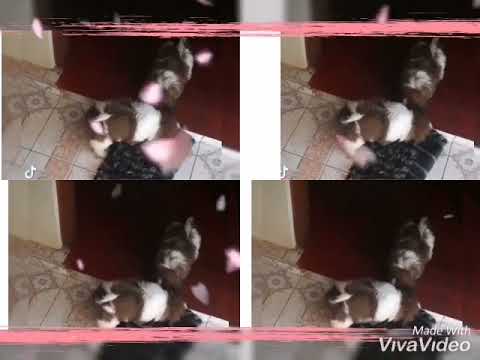 අපේ ස්වීටු පැටියා 🐱🐱🐈🐈