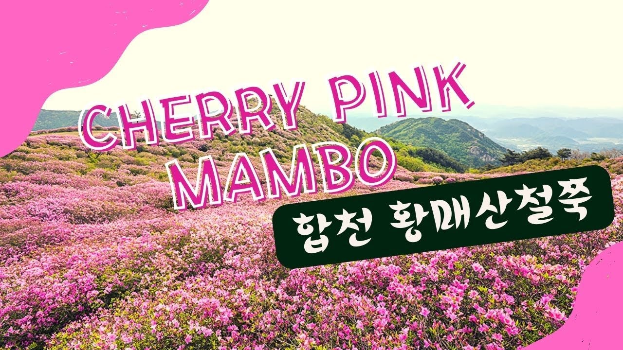 체리핑크로 물든 합천황매산철쭉제, 새벽햇살과 함께한 철쭉군락지1,2,3구역