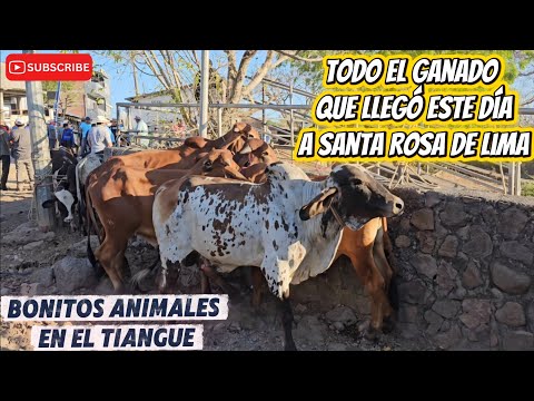 Tiangue en Santa Rosa De Lima La Unión El Salvador 