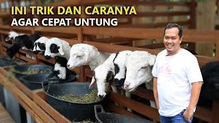 Download lagu BREEDING DOMBA MEMANG SANGAT MENGUNTUNGKAN,INI TRIK DAN CARANYA mp3 Download lagu BREEDING DOMBA MEMANG SANGAT MENGUNTUNGKAN,INI TRIK DAN CARANYA mp3