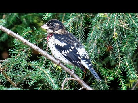 Rose Breasted Grosbeak Juvenile Male