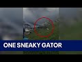 Alligator rushes out of water, steals Florida boy's fish in viral video