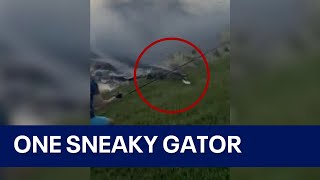 Alligator charges from water to steal Florida boy