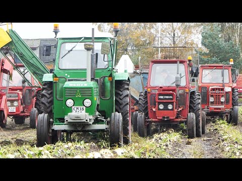 Sugarbeet Harvest Day - Full Event | Lots of great Tractors and equipment in the field picking beets