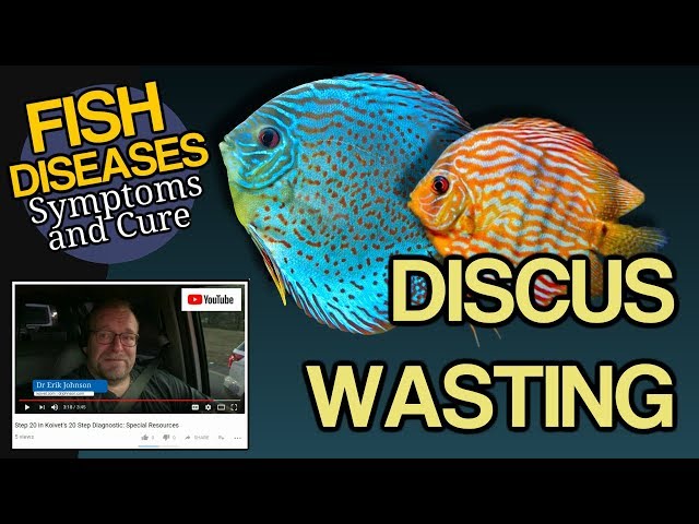 Discus (Symphysodon) Wasting, Weight Loss, TB, Hexamita