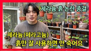 제라늄(페라고늄) 여름에 안 죽일 수 있어요?