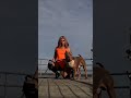 Crez Of Pitbull Pitbull Doglover