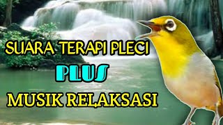 Download lagu terapi pleci suara air mengalir PLUS musik relaksasi mempercepat pleci buka paruh. mp3