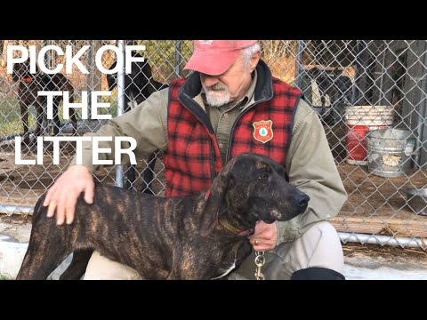 Do you have the right hound for your hunt?