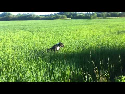 English bull terrier