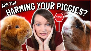 Beware these 5 BAD Guinea Pig Care Habits!