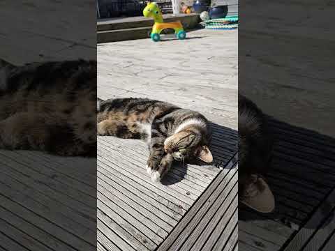 #cat #alphonso #cats #Newcastle #meow #cute #catmeow