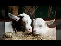 Lagg Jaa Gale BAKRID SPECIAL Happy Bakrid WHATSAPP STATUS VIDEOS STUFFS