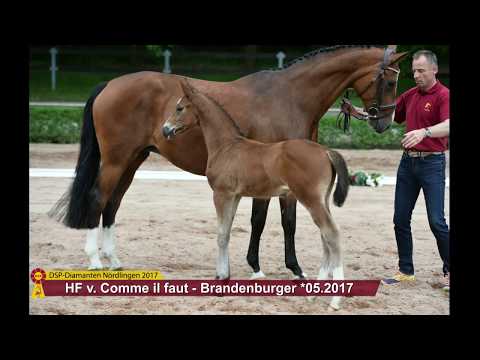 KN 16 Carpe Diem Hf v. Comme il faut - Brandenburger