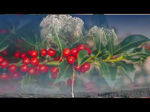 Adventskalender 18 12 2020