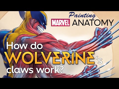 How do Wolverine's claws work? | Marvel Anatomy | Jonah Lobe