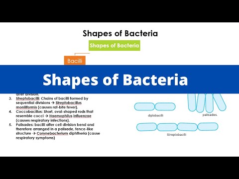 Shapes of Bacteria | Bacilli | Cocci | Spiral | Vibrio