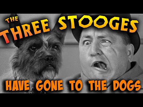 The THREE STOOGES have gone to the dogs!