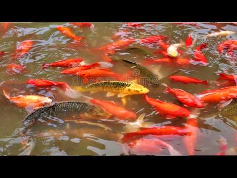 Statystyka 8.2. Estymator współczynnika struktury