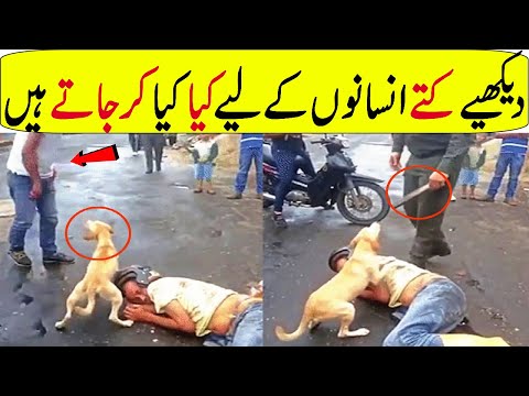 When Dogs Did Things And Melted Everyone's Hearts In Hindi/Urdu