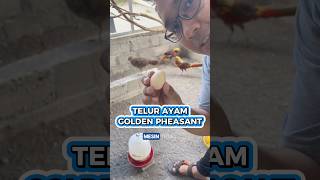 Download lagu Golden Pheasant Ornamental Chicken Laying Eggs 🥚 #ornamentalchicken #pheasant #goldenpheasant mp3