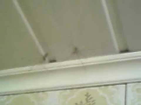 BRIGA DE ARANHAS.wmv