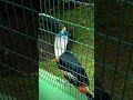 #Tucan #bañosdeaguasanta #zoologico