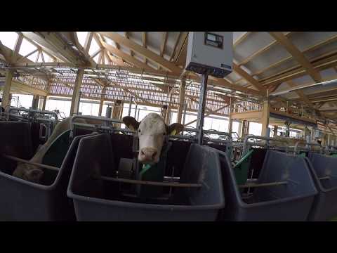 Milchviehstall von AgroVet-Strickhof am Standort Lindau (ZH)