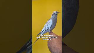 What kind of Cockatiel is this? #parrot