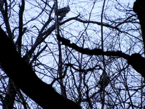Great Horned Owls Duet