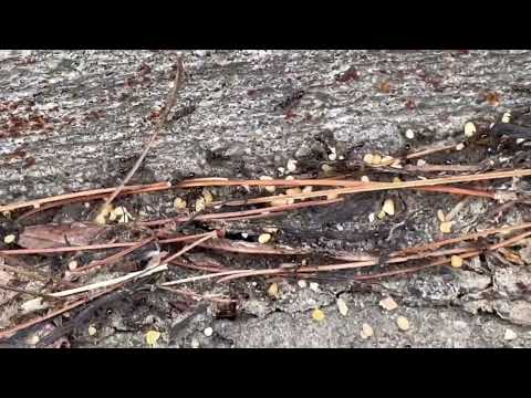 Ants Feasting on a Beetle in Marlboro, NJ