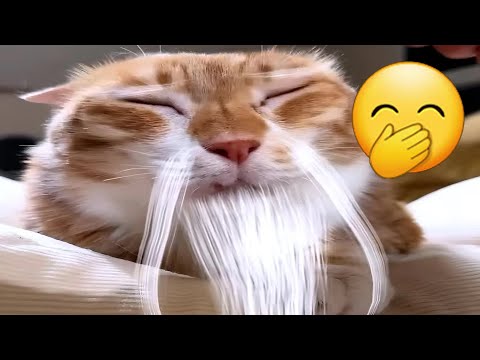 Funny CATS and DOGS That Will Make You Happy Again ❤️ Hilarious & Cute Clips 🐶