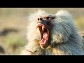 Baboon Troops Clash Over Territory Life BBC Earth