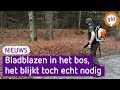 Bladblazen in het bos, gekkenwerk of toch zo gek nog niet?