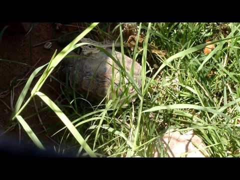 download lagu mp3 mp4 New Mexico Tortoise, download lagu New Mexico Tortoise gratis, unduh video klip New Mexico Tortoise