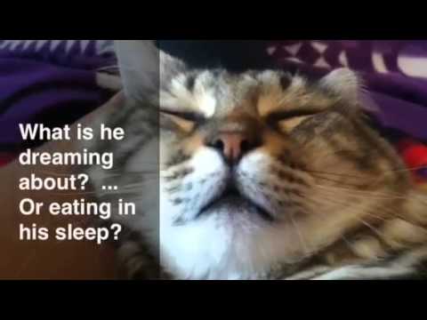 Inside the Cats head