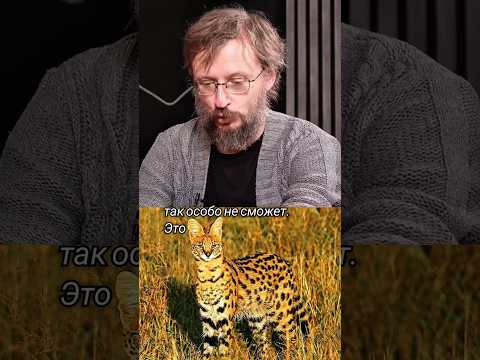 Мозг домашних животных, рассказывает Станислав Дробышевский #наука #биология #животные