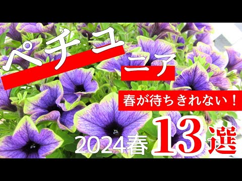 園芸 Maceron、大きなマケドニアパセリ