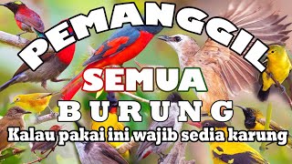 Download lagu Pikat semua burung kecil paling ampuh tahun 2023 //sound to call a bird mp3